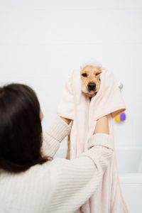 Lovely woman taking care of her dog at home in the bathroom using a blanket to comfort her pet